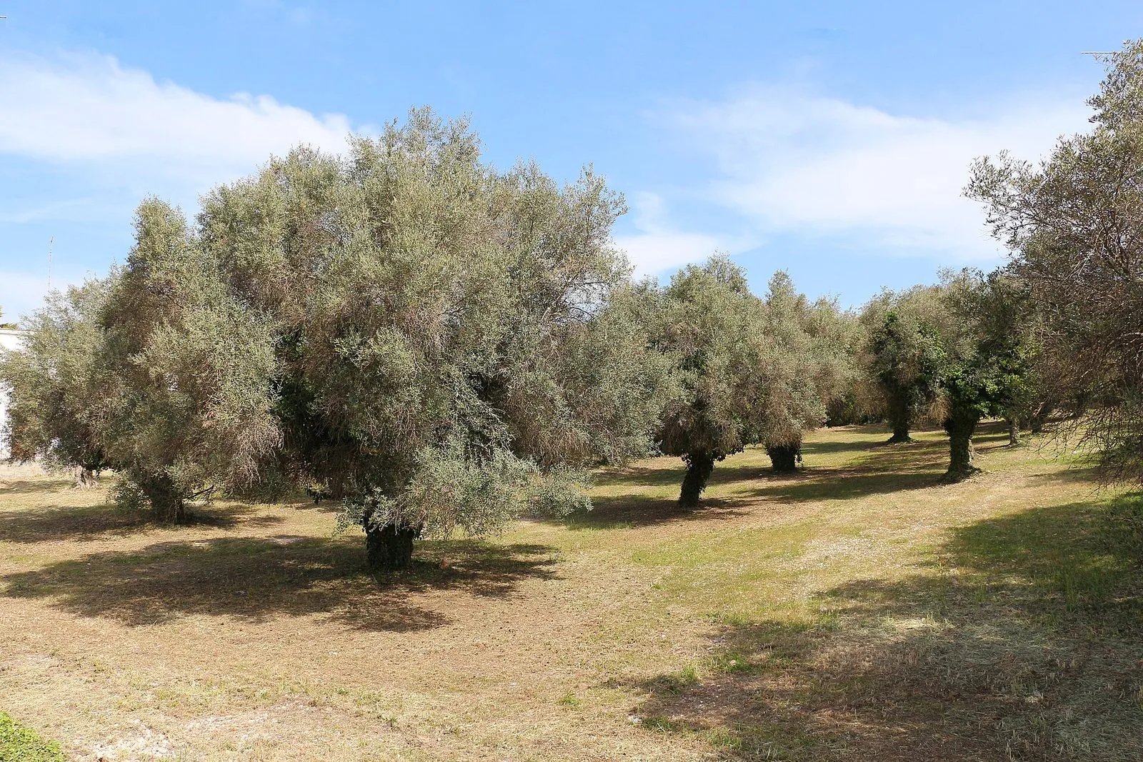 Uliveto con grandi alberi di ulivo dalle chiome argentate su un prato erboso, sotto un cielo azzurro con nuvole leggere
