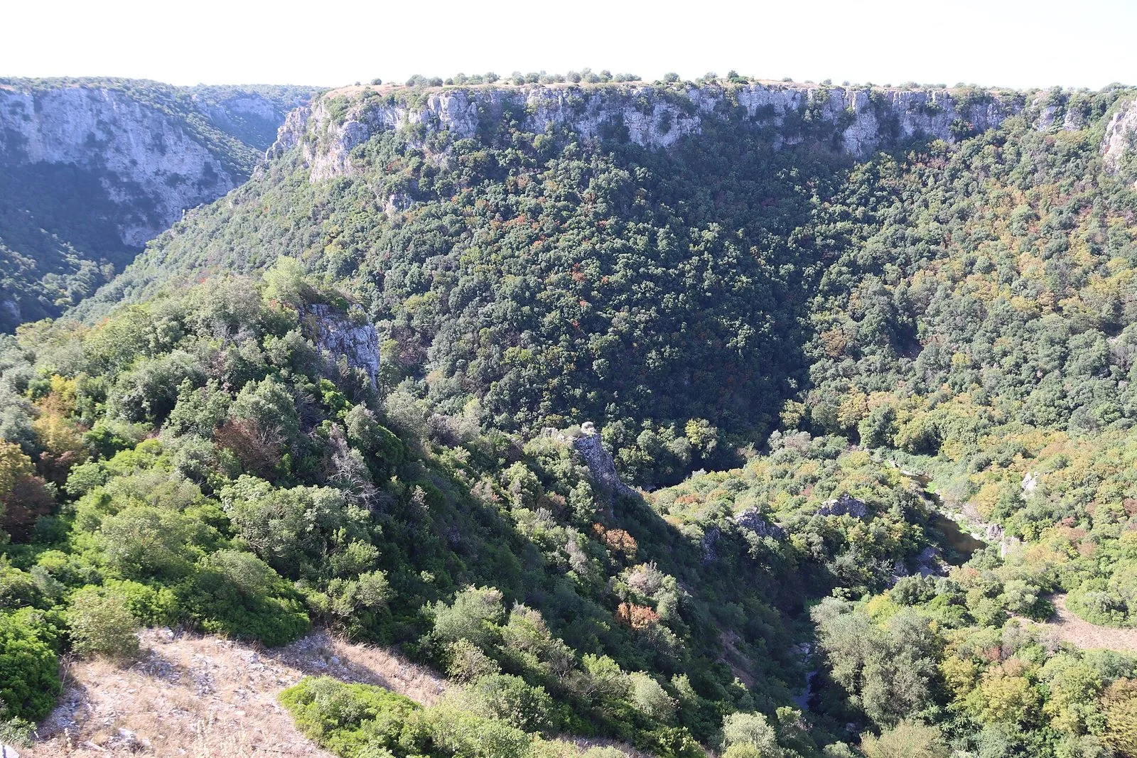 Veduta dall'alto della Gravina di Laterza: pareti di roccia calcarea chiara e il canyon interamente coperto da un fitto bosco verde con macchie autunnali